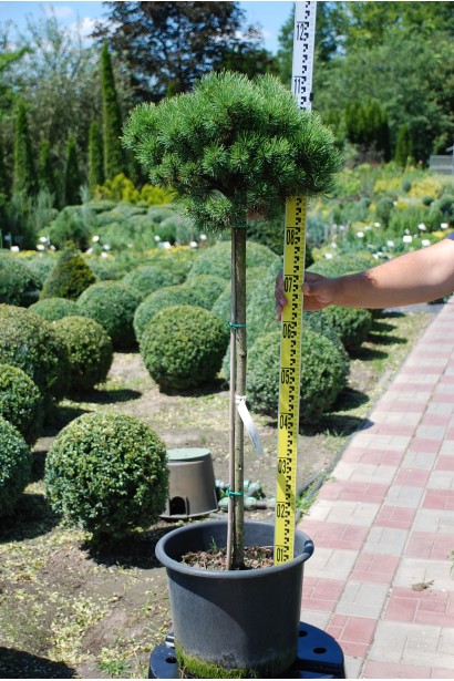 Гірська сосна Офір на штамбі в садовому центрі